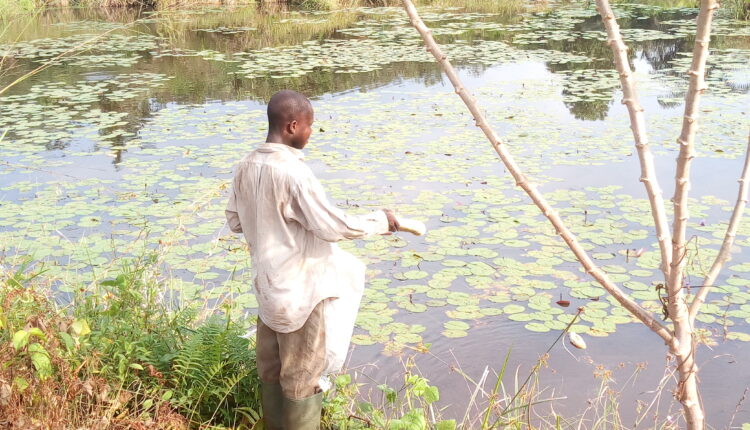Un des manoeuvre nourrit les poissons du lac
